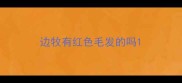 边牧有红色毛发的吗