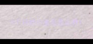 2个月的小金毛怎么养