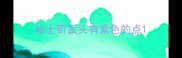 哈士奇舌头有紫色的点