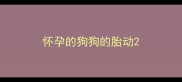 怀孕的狗狗的胎动