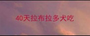 40天拉布拉多犬吃