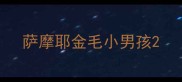 萨摩耶金毛小男孩