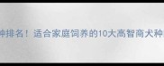 最全狗狗品种排名适合家庭饲养的10大高智商犬种附养护指南