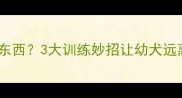 杜高犬几个月开始咬东西3大训练妙招让幼犬远离破坏附成长时间表