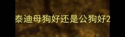 泰迪母狗好还是公狗好