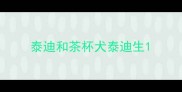 泰迪和茶杯犬泰迪生