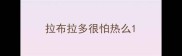 拉布拉多很怕热么