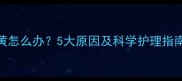 拉布拉多尾巴发黄怎么办5大原因及科学护理指南附解决方法