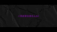 小狗感冒发烧怎么办