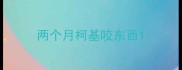 两个月柯基咬东西