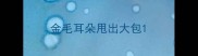 金毛耳朵甩出大包