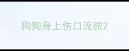 狗狗身上伤口流脓