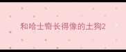 和哈士奇长得像的土狗