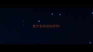 爱犬舍的边牧好吗