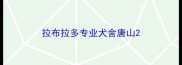 拉布拉多专业犬舍唐山