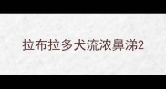 拉布拉多犬流浓鼻涕