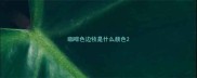 咖啡色边牧是什么颜色