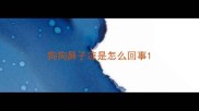 狗狗鼻子凉是怎么回事