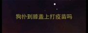 狗扑到膝盖上打疫苗吗