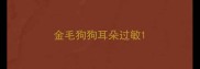金毛狗狗耳朵过敏