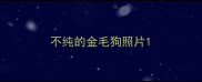 不纯的金毛狗照片