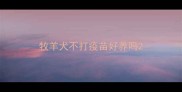 牧羊犬不打疫苗好养吗