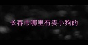 长春市哪里有卖小狗的