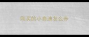 刚买的小泰迪怎么养