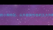 最可爱的小狗特征从外貌到性格的五大判断标准