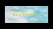 棕色咖啡色拉布拉多