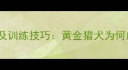 拉布拉多犬智商排名及训练技巧黄金猎犬为何成为最聪明的工作犬