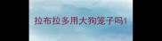 拉布拉多用大狗笼子吗