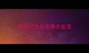 狗狗打完疫苗鼻子发湿