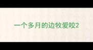 一个多月的边牧爱咬