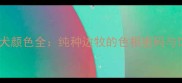 边境牧羊犬颜色全纯种边牧的色相密码与饲养指南