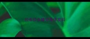 拉布拉多睡觉身体发抖