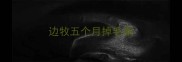 边牧五个月掉毛期