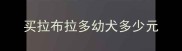 买拉布拉多幼犬多少元