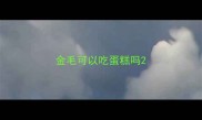 金毛可以吃蛋糕吗
