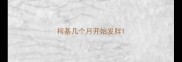 柯基几个月开始发胖