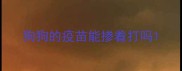 狗狗的疫苗能掺着打吗