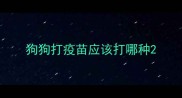 狗狗打疫苗应该打哪种