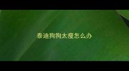 泰迪狗狗太瘦怎么办