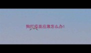 狗打疫苗应激怎么办