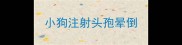 小狗注射头孢晕倒