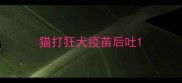 猫打狂犬疫苗后吐