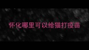 怀化哪里可以给猫打疫苗