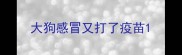 大狗感冒又打了疫苗