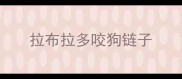 拉布拉多咬狗链子