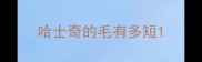 哈士奇的毛有多短